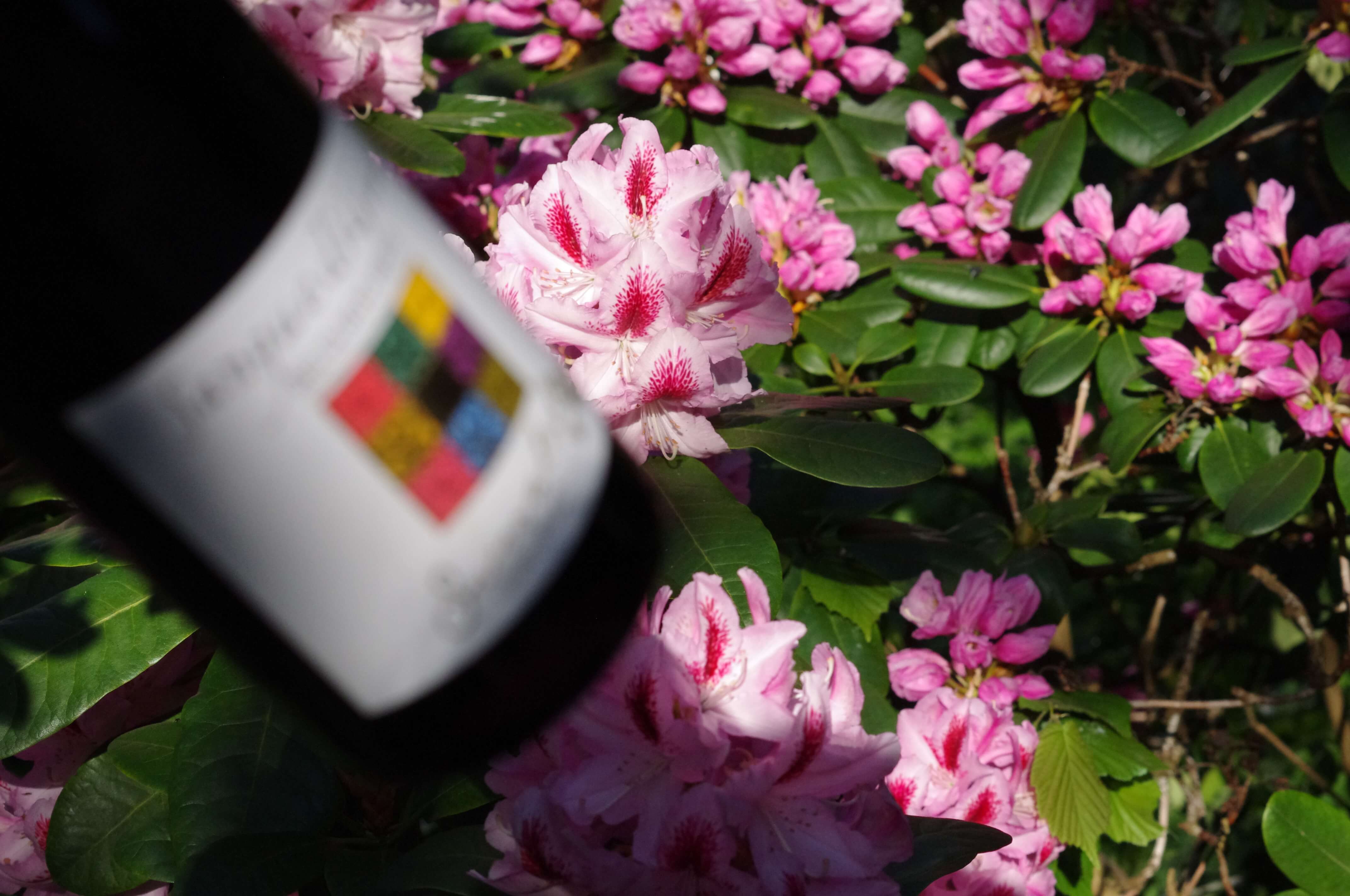 Sangue di Giuda Flasche mit Blumen &ndash; s&uuml;&szlig;er Rotwein vom Ricordo Weinhaus
